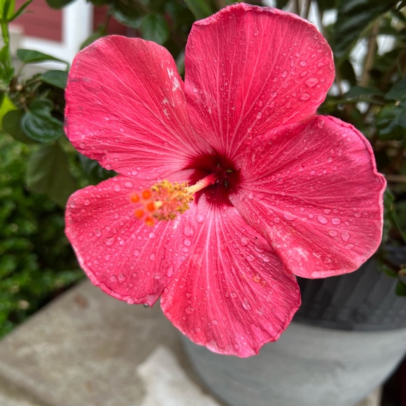 🌺 🌸🧡 Aloha 🤙🏻 - Picture 3 of 15